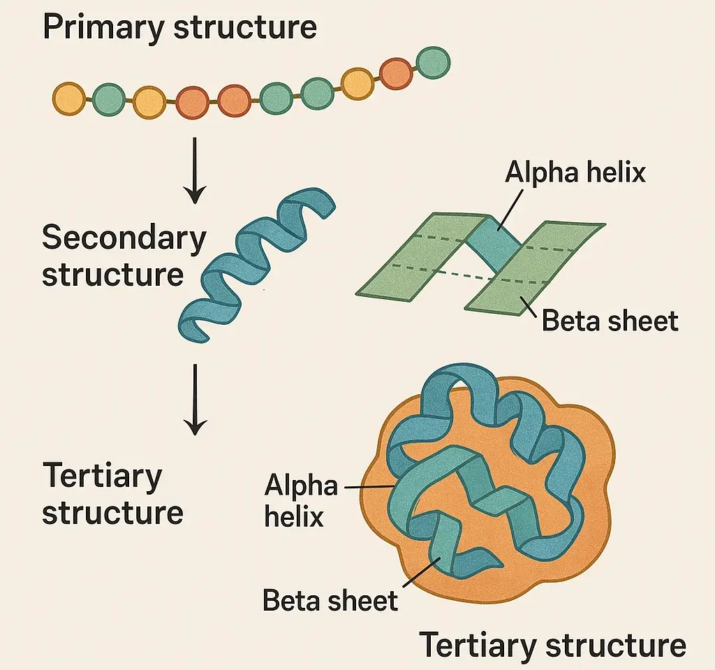 Structural biology and AlphaFold