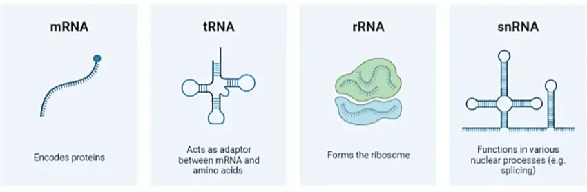 Structural biology and AlphaFold