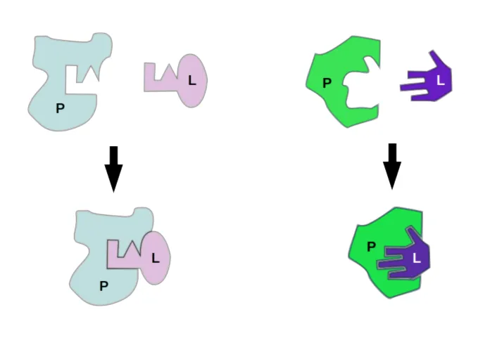 Molecular Docking in Drug Discovery