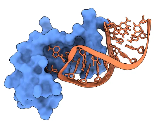 Molecular Docking in Drug Discovery